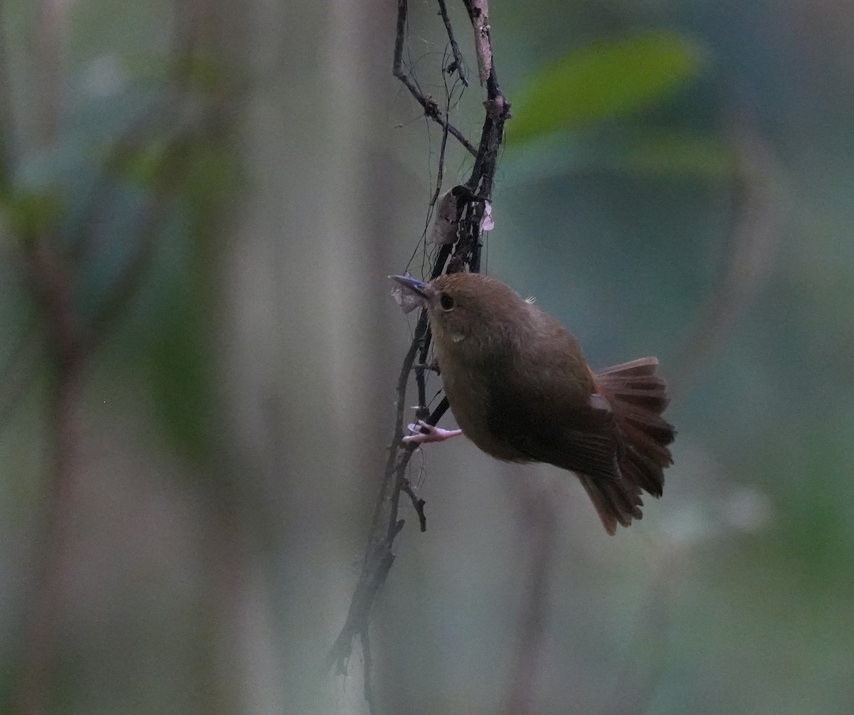 Atherton Scrubwren - ML644740062