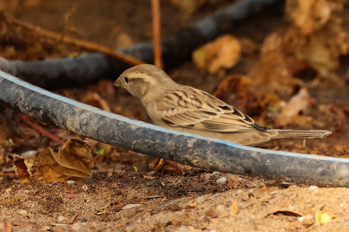 家麻雀 - ML644740063