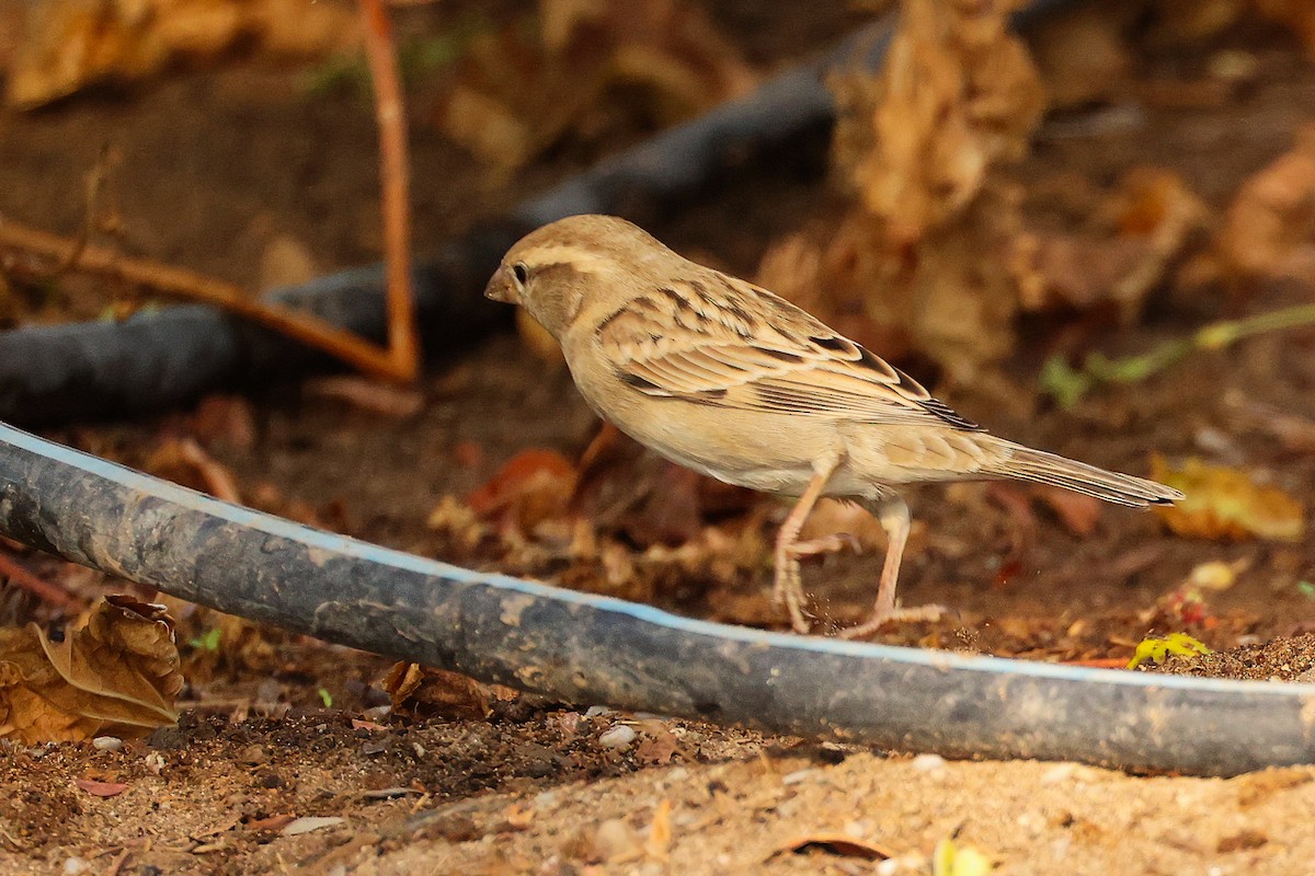 家麻雀 - ML644740064