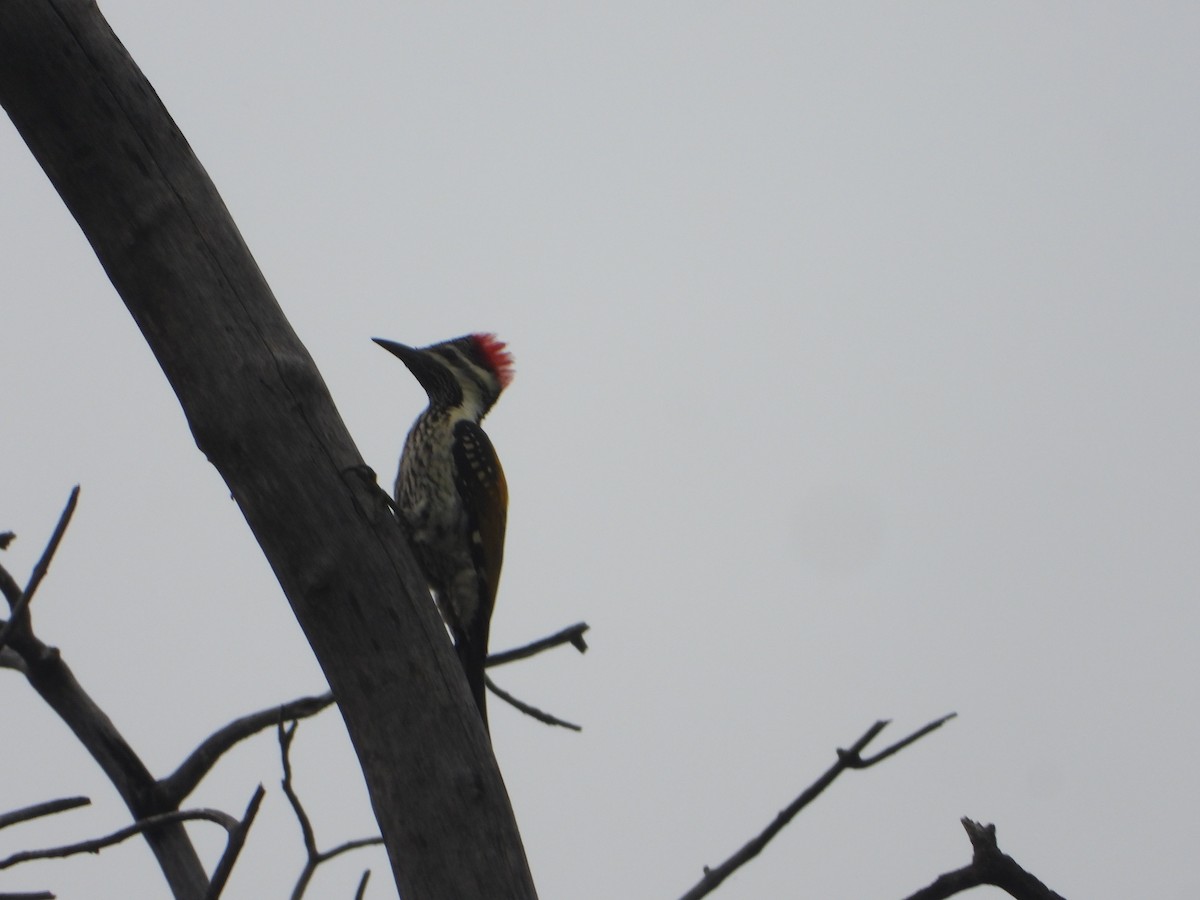 Black-rumped Flameback - ML644740065