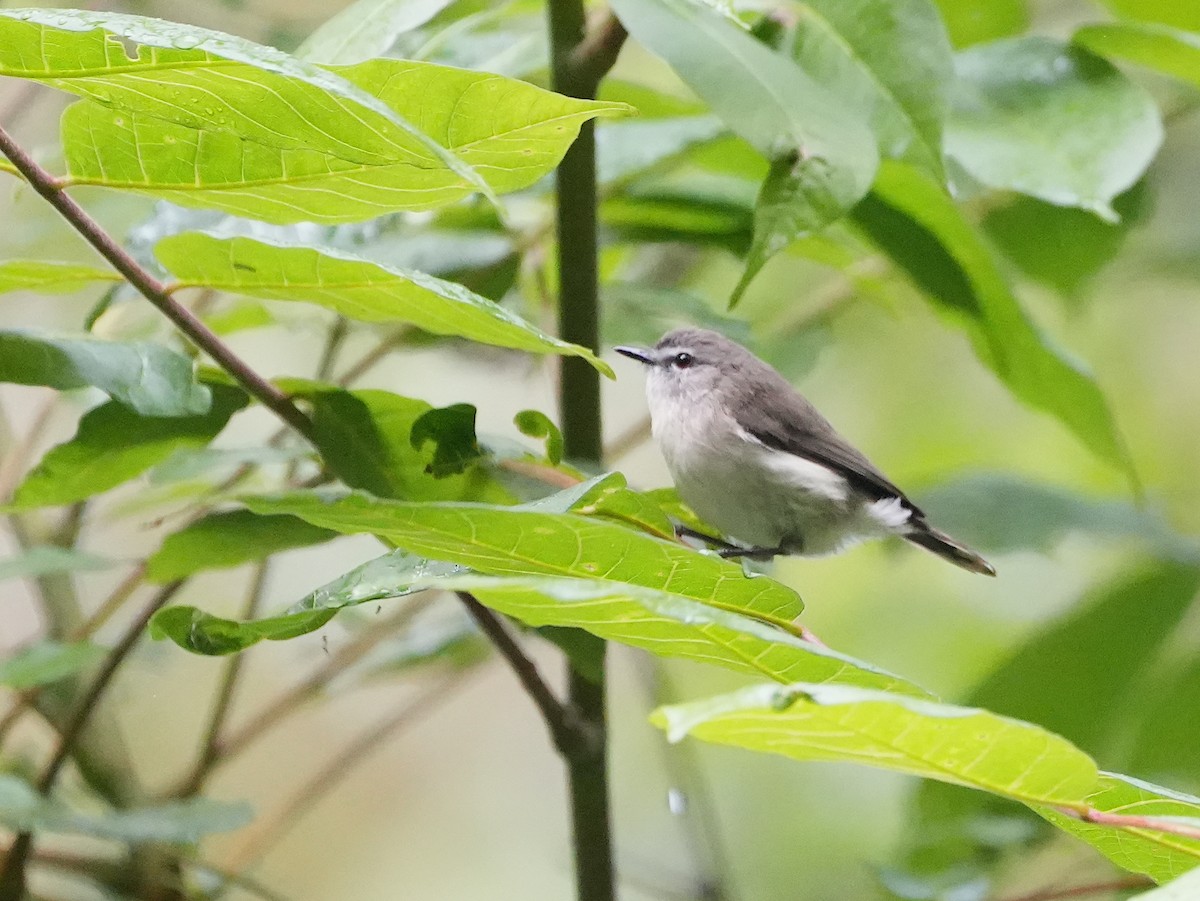 gerygone sp. - ML644740066