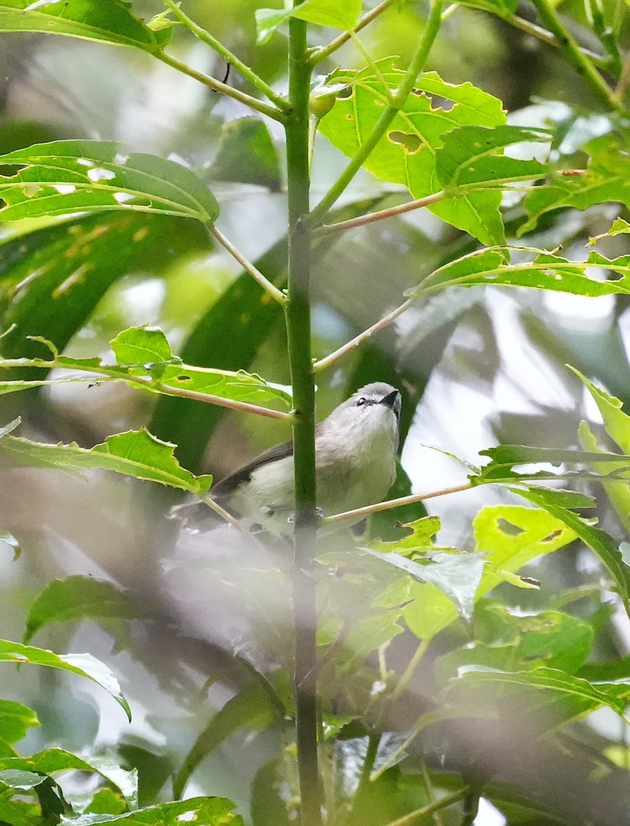 gerygone sp. - ML644740067