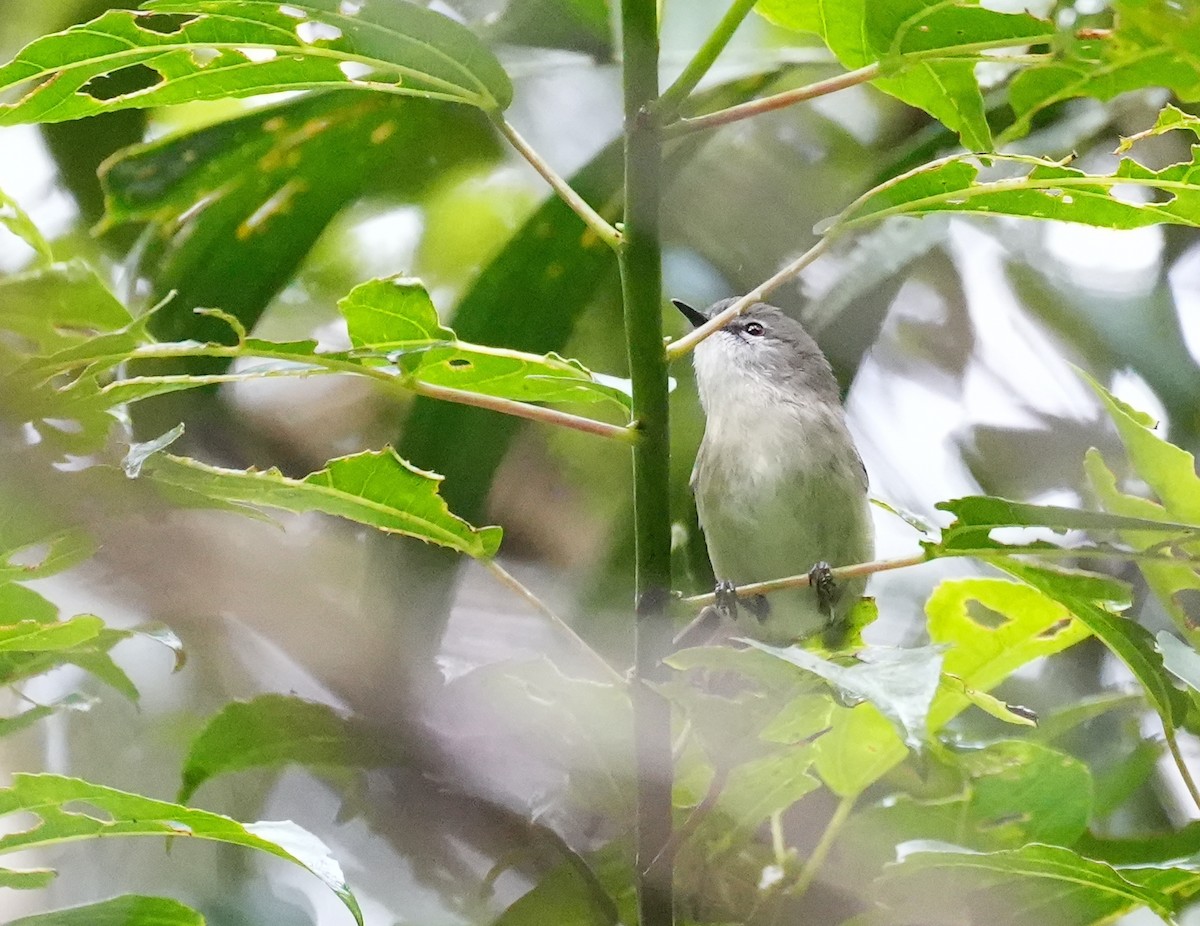 gerygone sp. - ML644740068