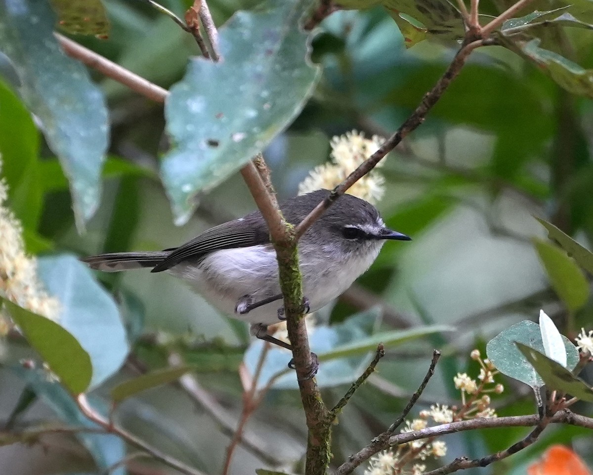 gerygone sp. - ML644740069