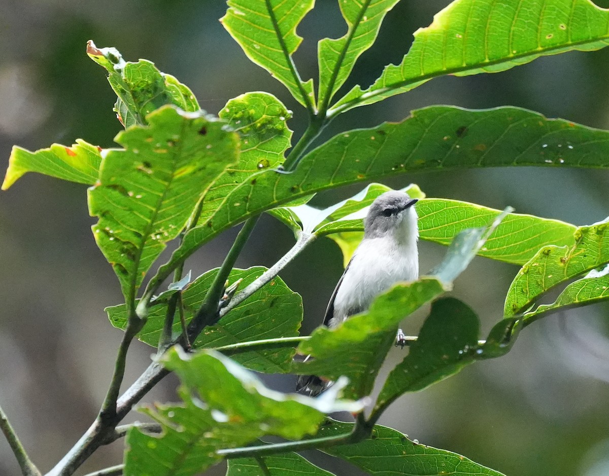 gerygone sp. - ML644740070