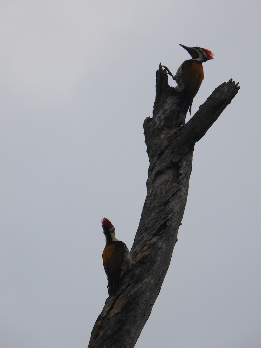 Black-rumped Flameback - ML644740071