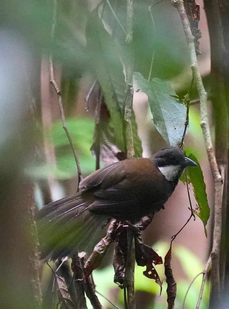 Eastern Whipbird - ML644740072