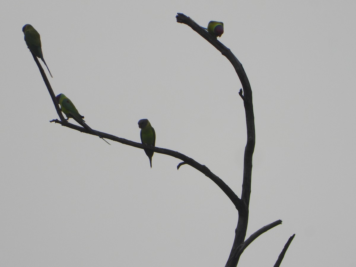 Plum-headed Parakeet - ML644740073