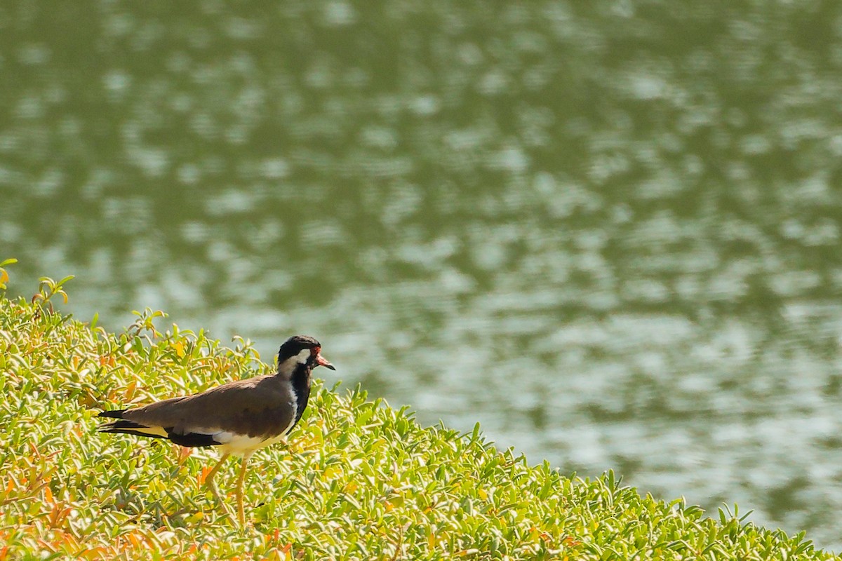 Red-wattled Lapwing - ML644740074