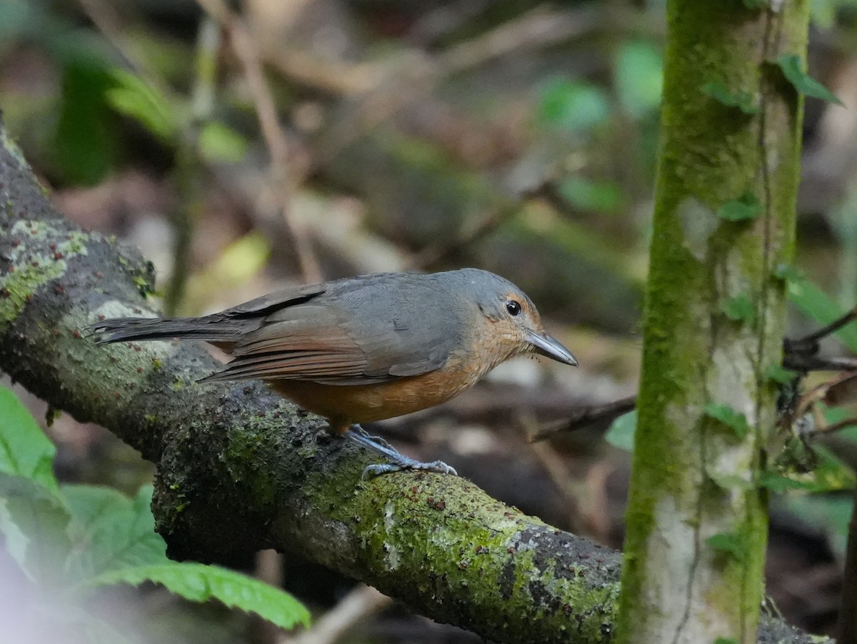 Bower's Shrikethrush - ML644740075
