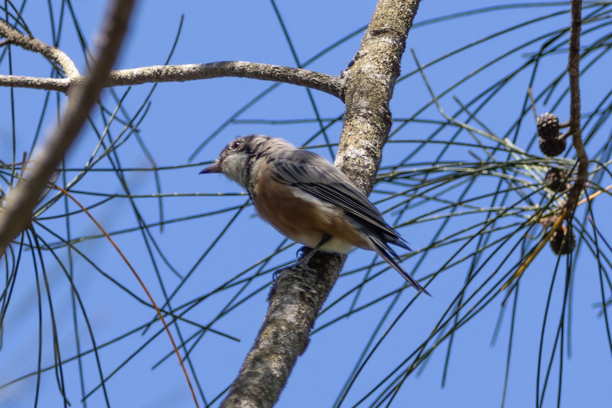 Rufous Whistler - ML644740076