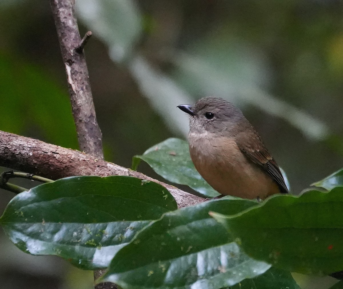 Golden Whistler - ML644740078