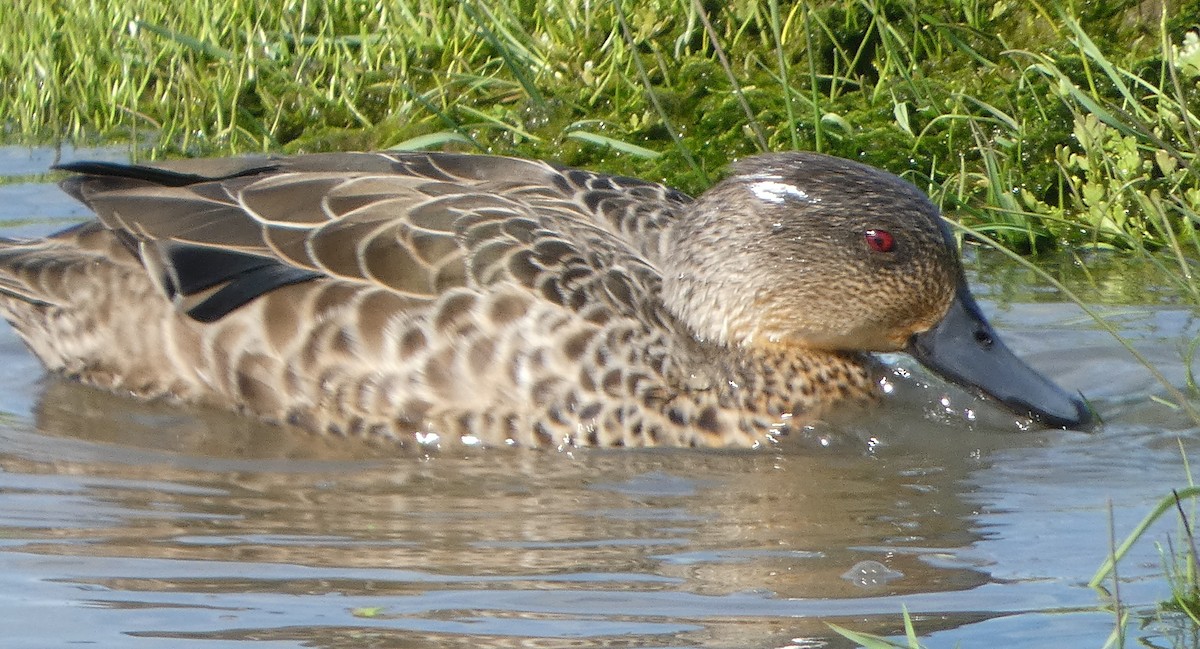 Gray Teal - ML644740079