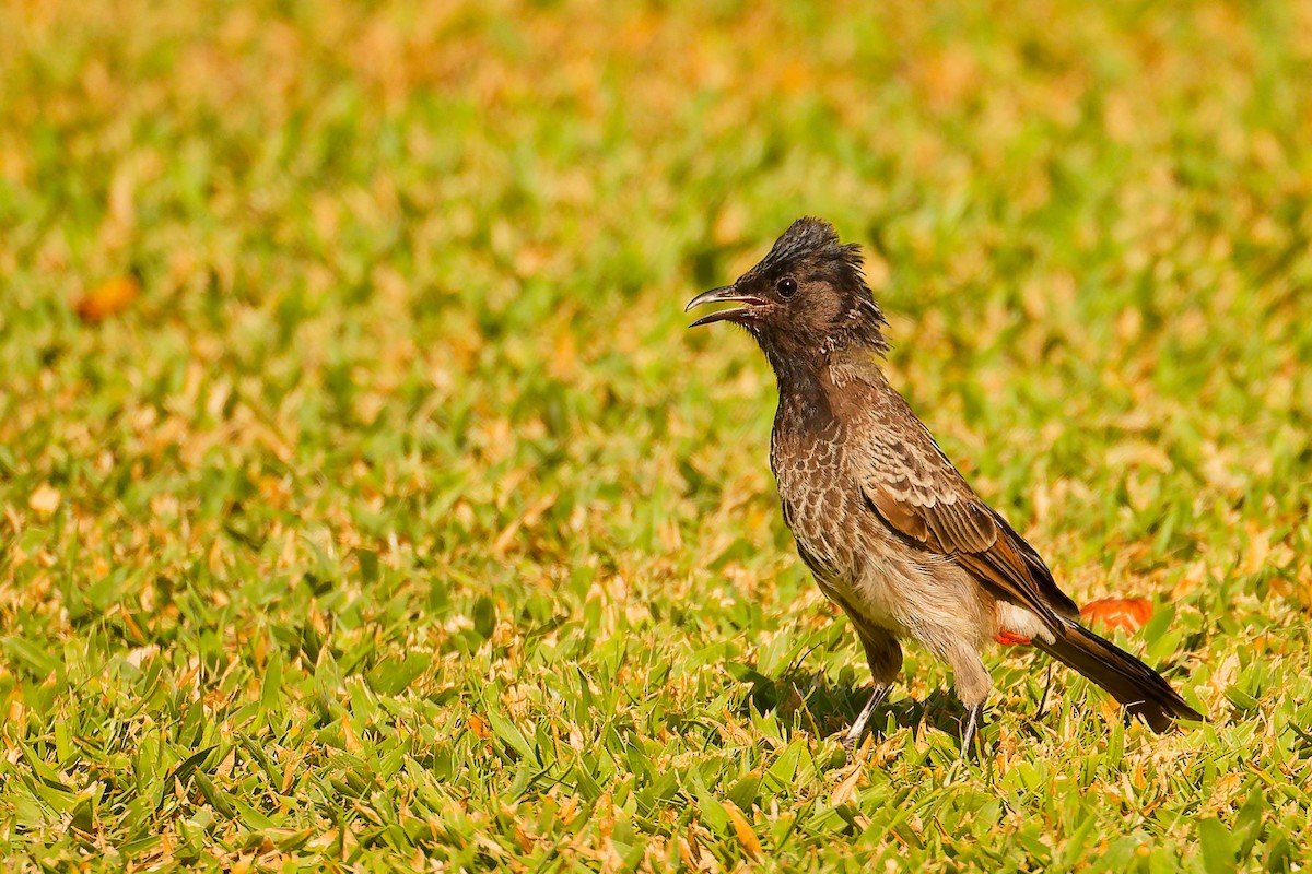 Red-vented Bulbul - ML644740080