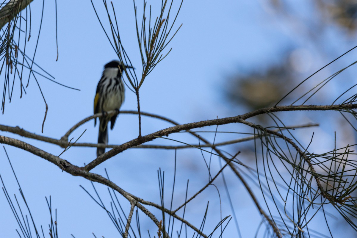 White-cheeked Honeyeater - ML644740081