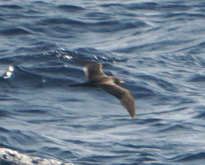 長尾水薙鳥 - ML644740083