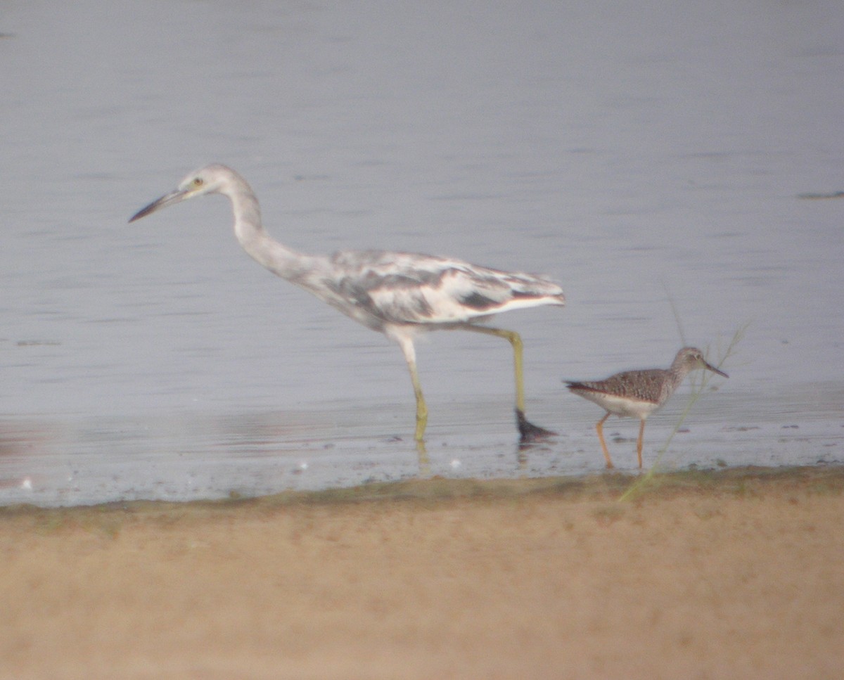Little Blue Heron - ML644740086