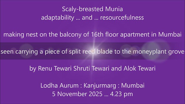 Munia pettosquamato - ML644740087