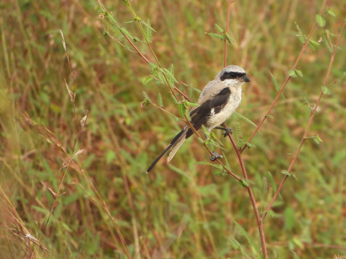 棕背伯勞 - ML644740091