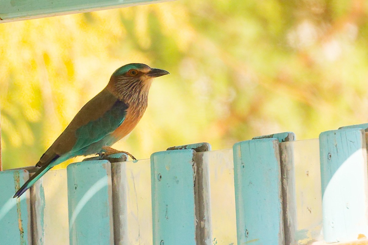 Indian Roller - ML644740092
