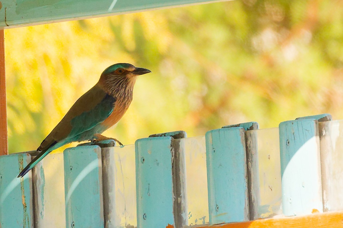 Indian Roller - ML644740093