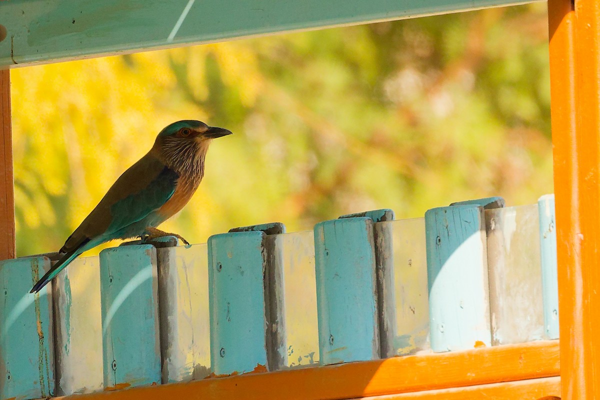 Indian Roller - ML644740094