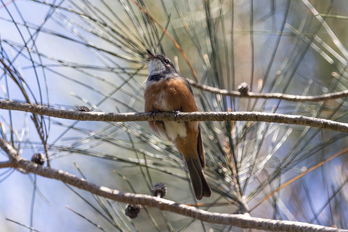 Rufous Whistler - ML644740095