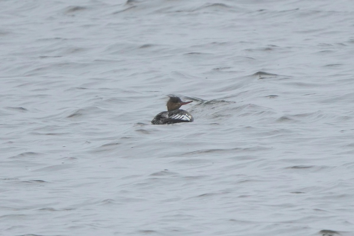 Red-breasted Merganser - ML644740110