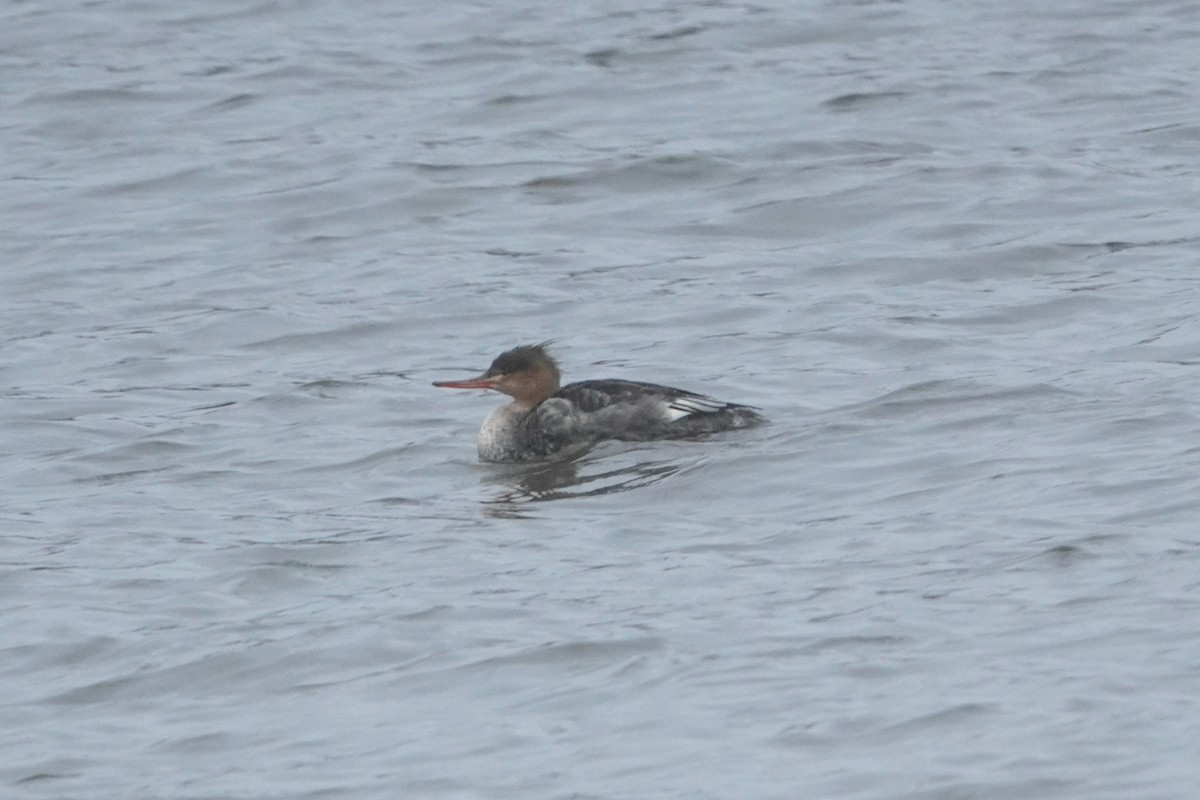 Red-breasted Merganser - ML644740111