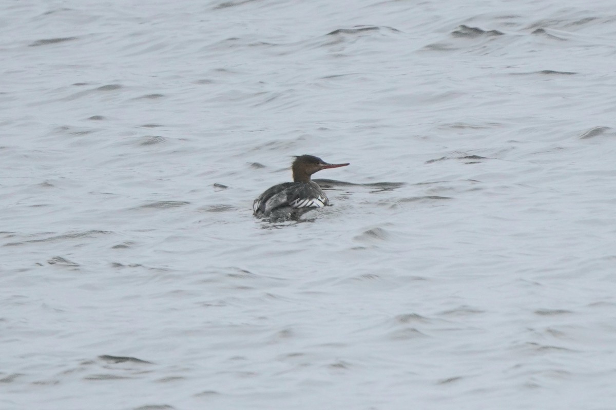 Red-breasted Merganser - ML644740112