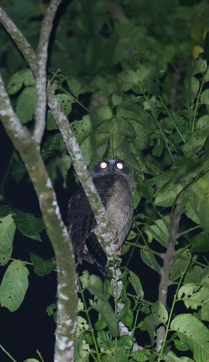 Kızıl Bubuk - ML644740147