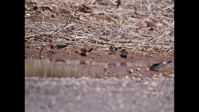 Fairy Martin - ML644740183