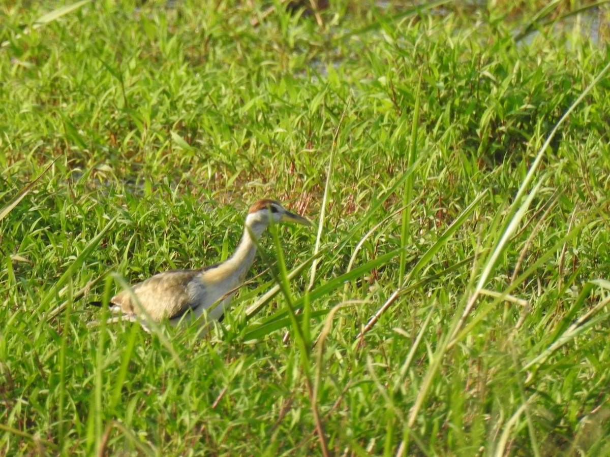 Bronze-winged Jacana - ML644740223