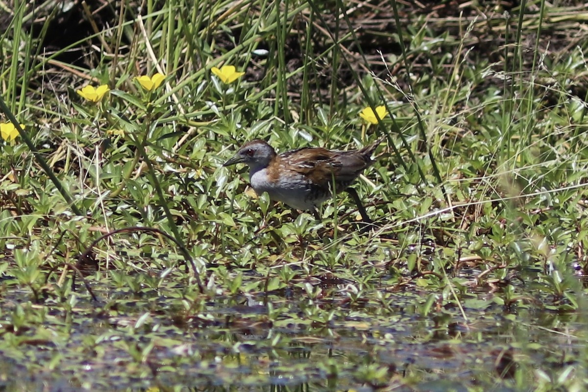Baillon's Crake - ML644740227