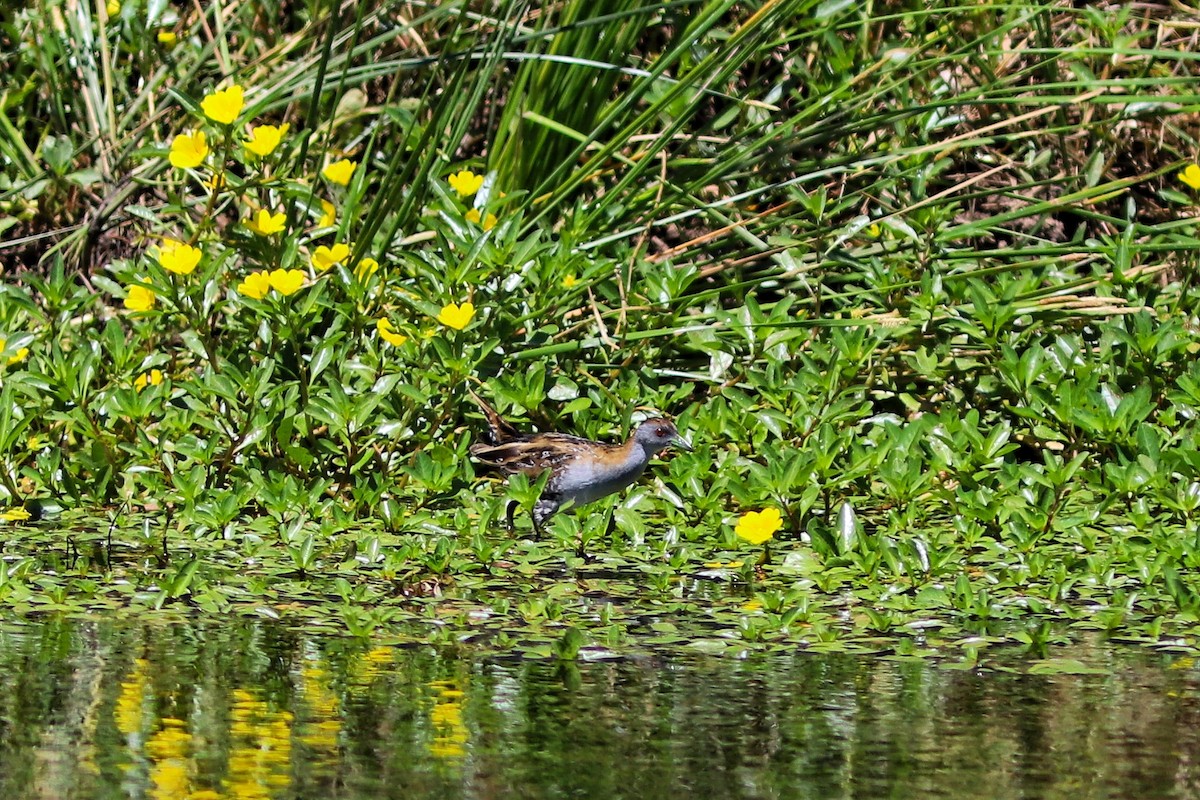 Baillon's Crake - ML644740228