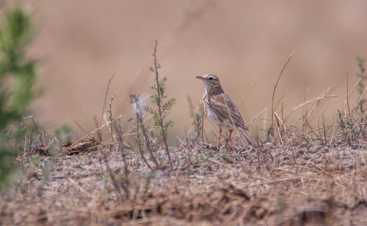 Australian Pipit - ML644740229