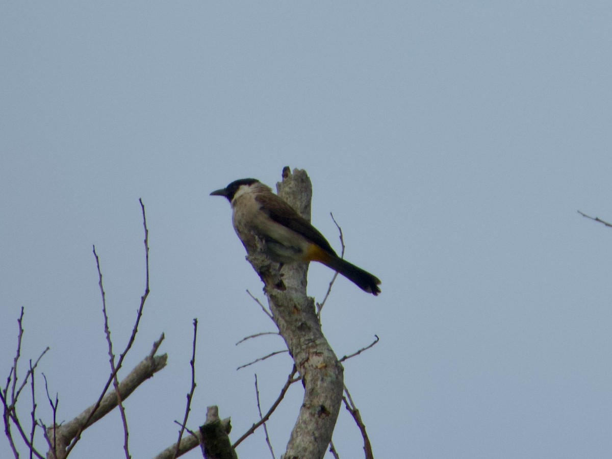 Bulbul Ventridorado - ML644740231