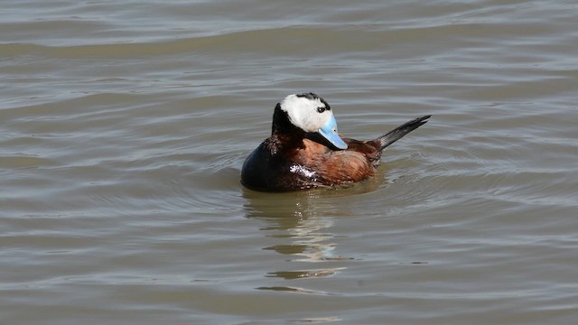 Gobbo rugginoso - ML644740232