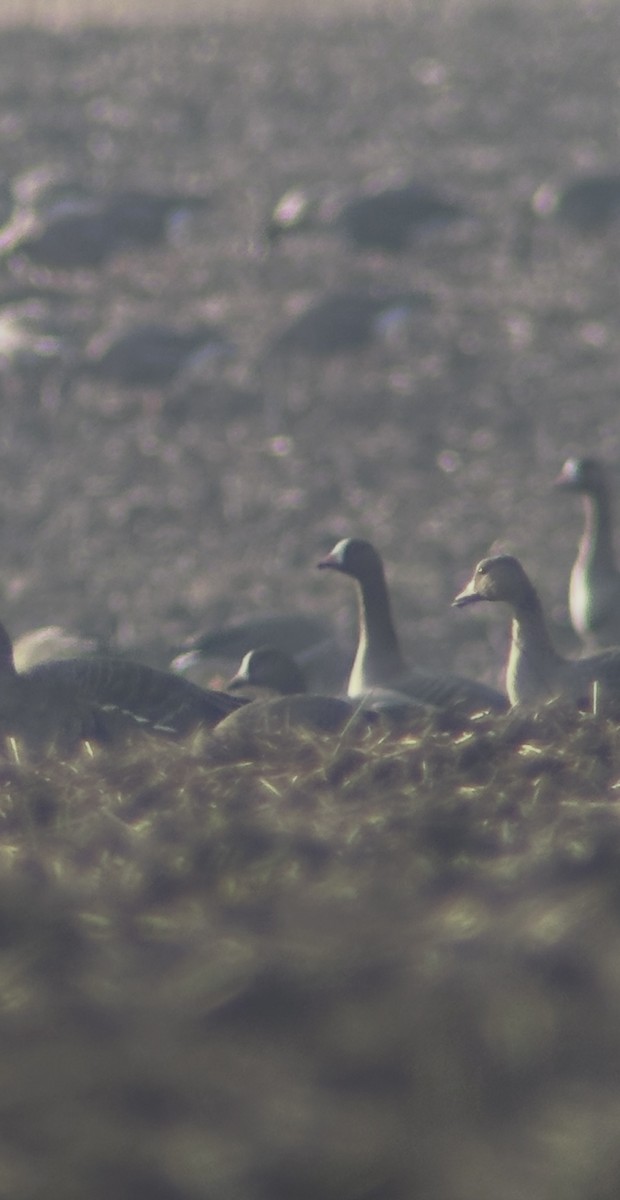 אווז קטן - ML644740234