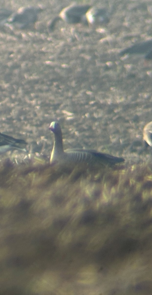 אווז קטן - ML644740236