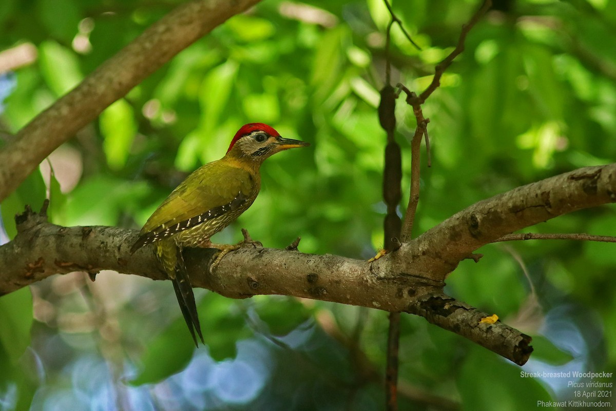Streak-breasted Woodpecker - ML644740237