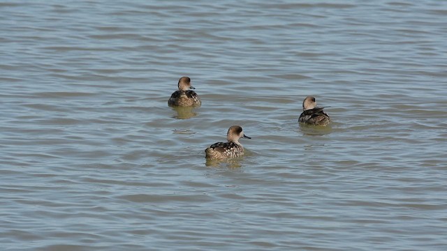 Anatra marmorizzata - ML644740238