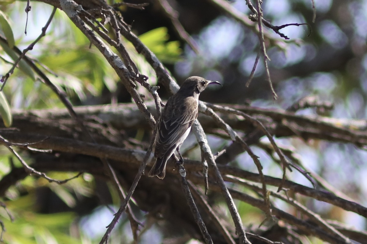Black Honeyeater - ML644740271