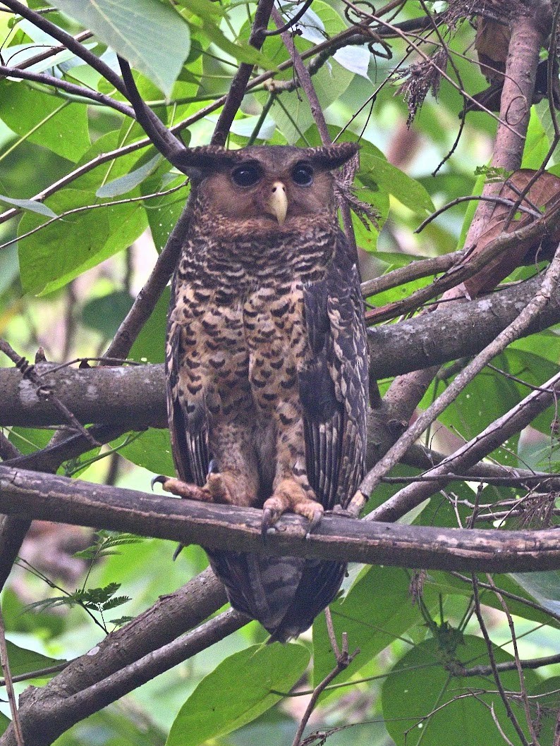 Spot-bellied Eagle-Owl - ML644740276