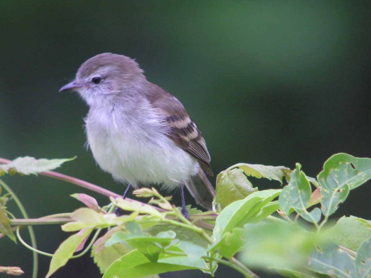 Graubraun-Kleintyrann (incomtus/eremonomus) - ML644740439