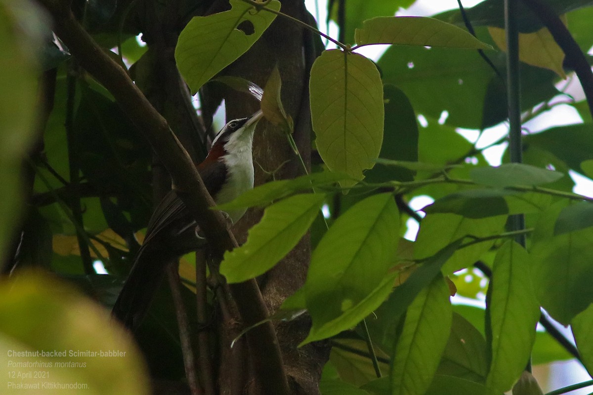 Sunda Scimitar-Babbler - ML644740453