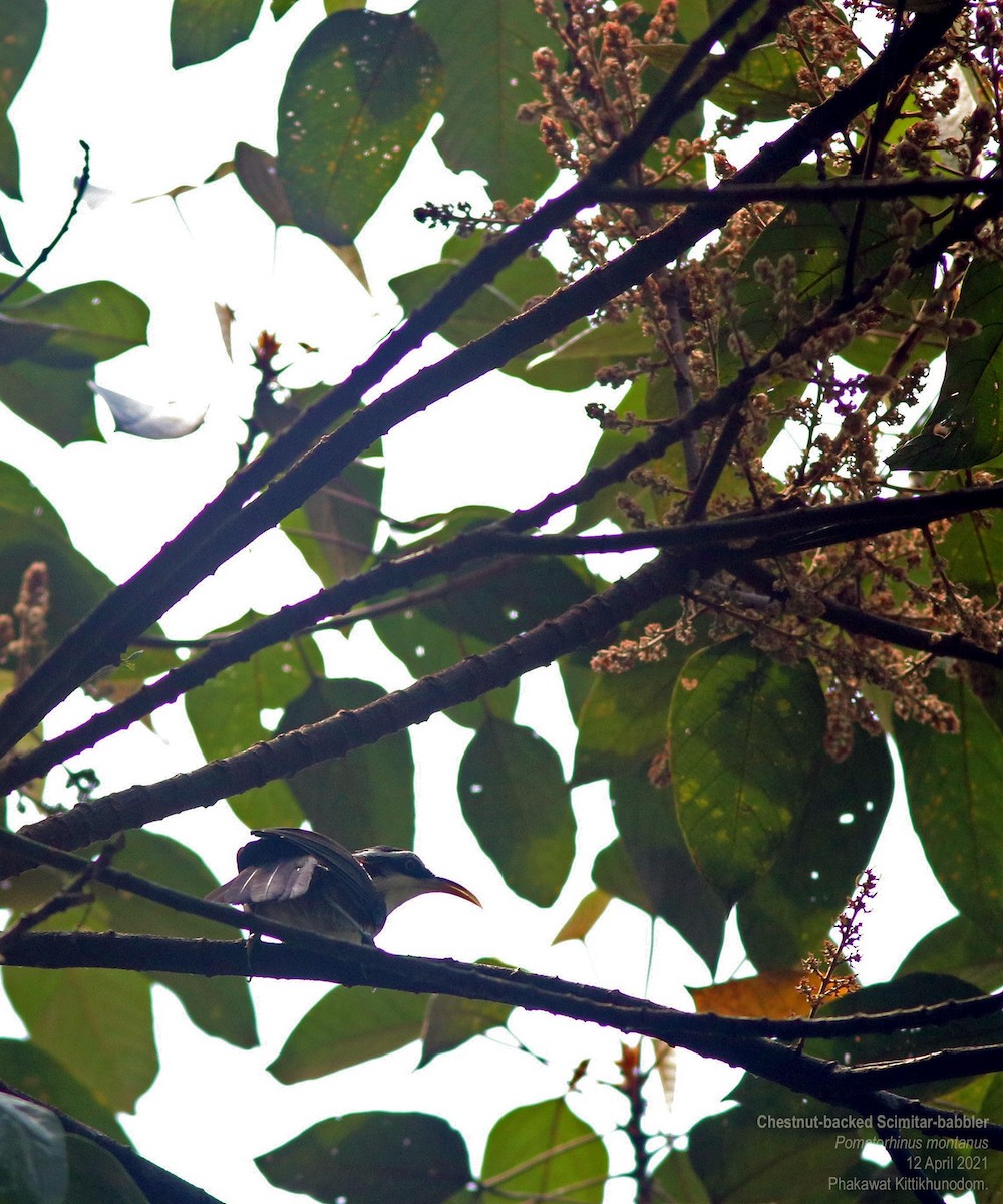 Sunda Scimitar-Babbler - ML644740454