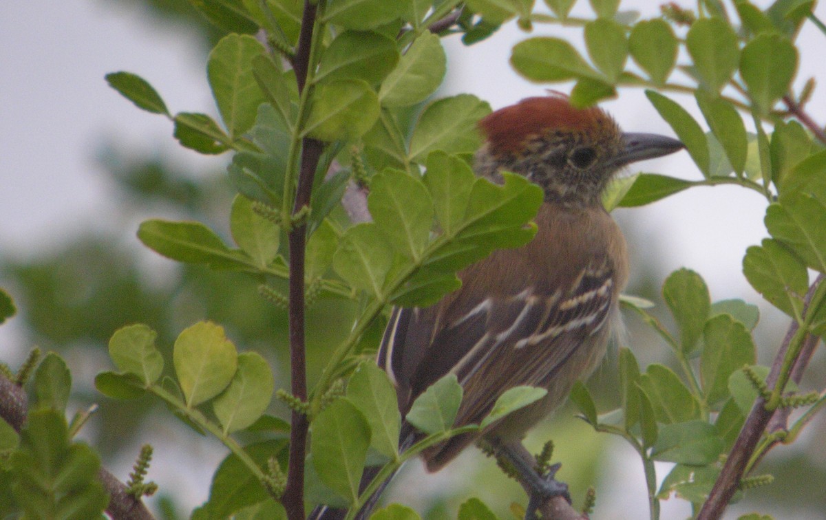 Black-crested Antshrike - ML644740457