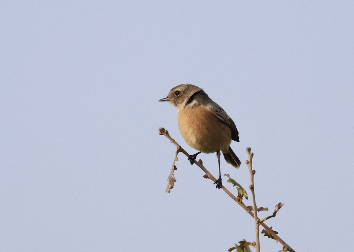 European Stonechat - ML644740464