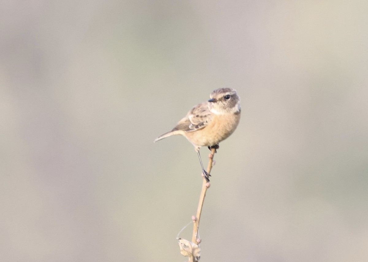 European Stonechat - ML644740465